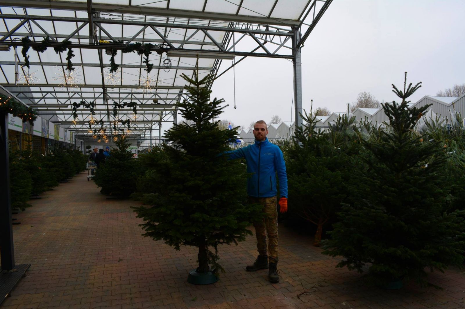 Kerstbomen-almeerplant