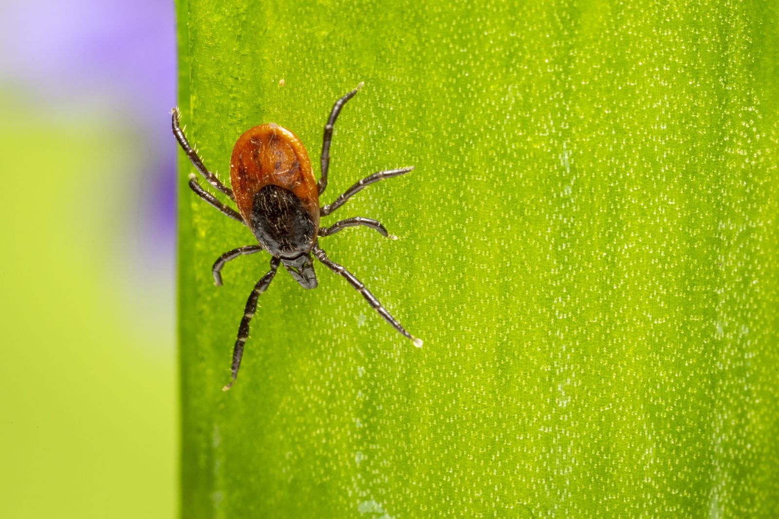 A tick on a leaf