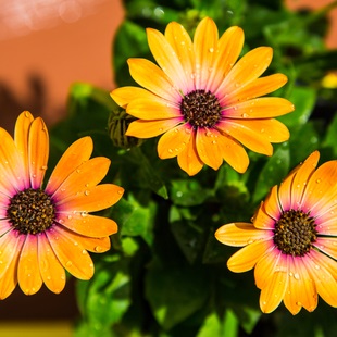 Bloomers Nursery & Florist in Mariposa, the United States stocks perennials