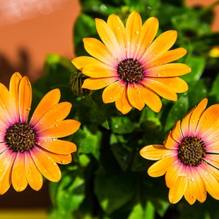 Schulz Nursery On Broadway in San Antonio, the United States stocks perennials