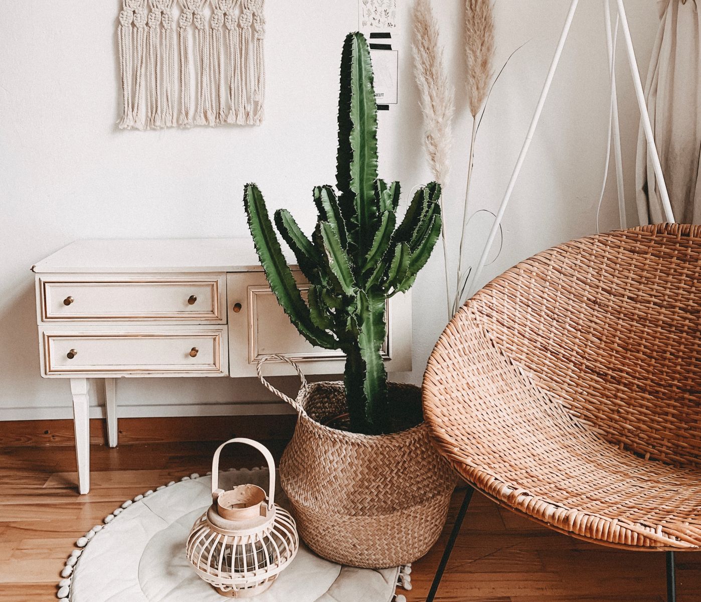 Cactus-in-een-modern-interieur