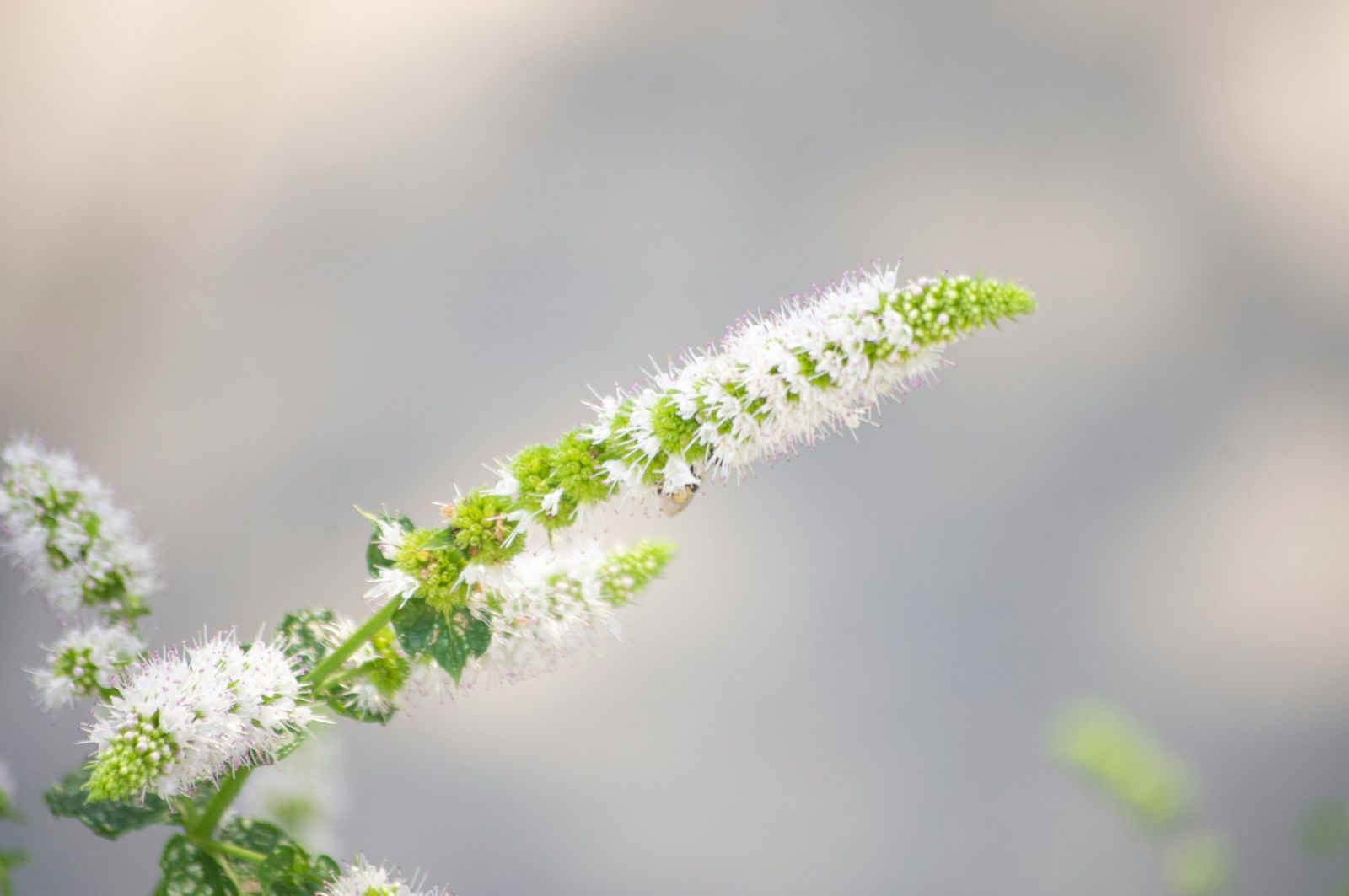 Apple Mint - Gardencenterguide.com