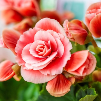 Buy your perennial in San Antonio, the United States at Schulz Nursery On Broadway