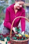 Warme kleuren met winterviolen (Tuinnieuws)