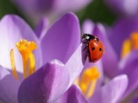 Natuur in je achtertuin (Tuinnieuws)