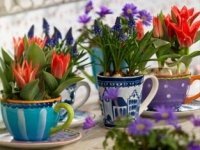 Hollandse lente (Tuinnieuws)