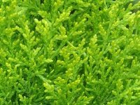 Coniferen en andere wintergroene hagen (Tuinnieuws)