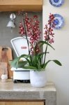 Woonplant van de maand oktober: Cambria (Kamerplanten)