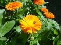 Gerbera's (Tuinnieuws)
