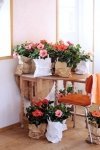 Woonplant van de maand mei: Hibiscus (Kamerplanten)