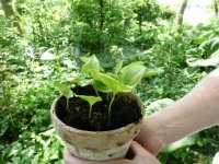 Zomerse Lente (Tuinnieuws)