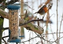Maak van je wintertuin een vogelparadijs (Huisdieren)