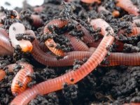 Geef kinderen weer het buitengevoel: regenwormen lokken (Dieren in de tuin)