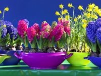 Bloementrends 2012 (Tuinnieuws)