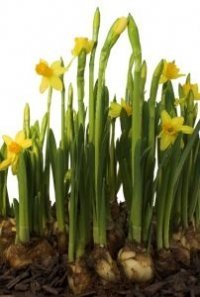 Narcissen in de bloei! (Tuinnieuws)