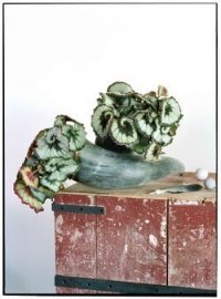 Woonplant van de maand Februari: Bladbegonia (Uitgelicht: woonplanten)