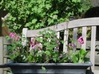 Vroegbloeiers in pot (Tuinnieuws)