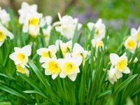 Haal de lente in huis! (Tuinnieuws)