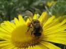 Vier het voorjaar in eigen tuin (Tuinnieuws)