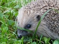 Help de egel de winter door (Huisdieren)