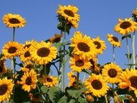 Genieten van de Zonnebloem (Tuinnieuws)