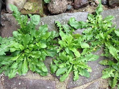 Hoe u met graszoden en worteldoek een onderhoudsvrije tuin creëert