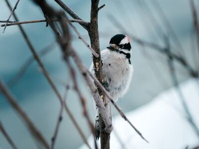 Hoe overleven dieren in de winter?