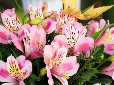 De bloemen agenda van september: Alstroemeria (Tuinnieuws)