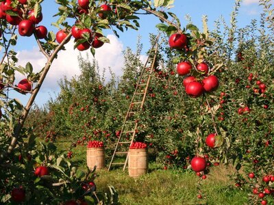Dit zijn de nieuwste trends in voor in je tuin (Tuinnieuws)