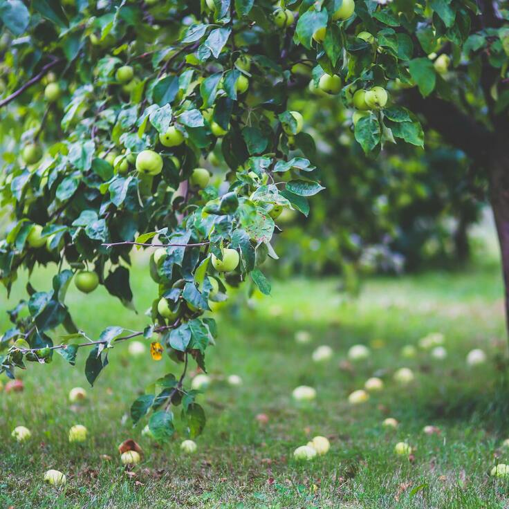 Zelf appels plukken uit eigen tuin? Zo begin je met fruitbomen (Tuinieren)