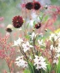 Een nieuwjaarswens: Zeg het met bloemen (Tuinnieuws)