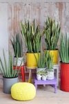 Woonplant van de maand juli: Sansevieria (Kamerplanten)