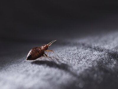 Bedwantsen bestrijden: liever niet, maar je moet wel!