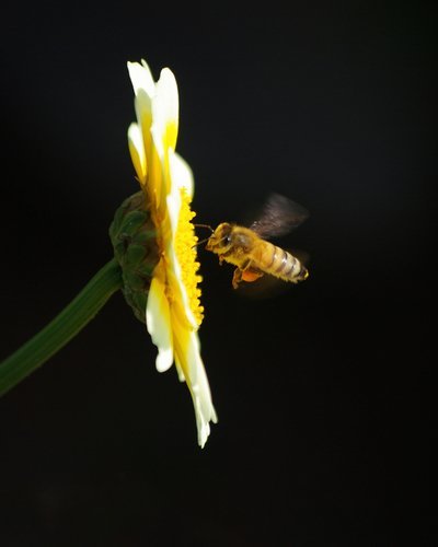 Waarom bijen in de tuin zo belangrijk zijn (Dieren in de tuin)