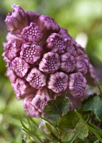 Hét voordeel van het Groot Hoefblad in de tuin (Tuinnieuws)