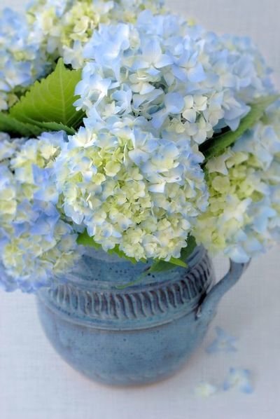 Hoe houd je de blauwe hortensia blauw? (Tuinnieuws)