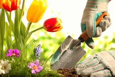 Het is weer tijd om bloembollen te planten!