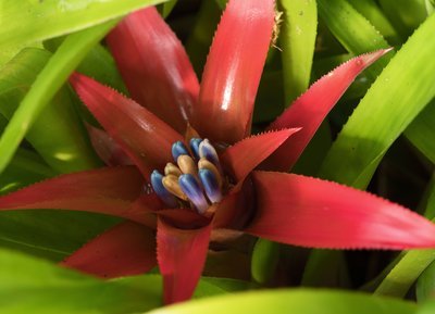 7 Weetjes over de Bromelia (Kamerplanten)