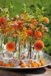 Puur zomerbloemengeluk (Tuinnieuws)