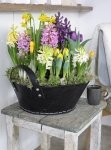 Bloemenmode (Tuinnieuws)