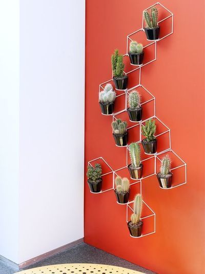 Alles over de cactus! (Kamerplanten)