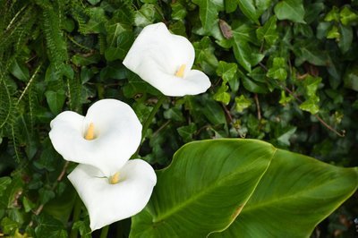 Op de bloemenagenda van mei: Calla (Tuinnieuws)