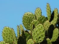 Cactussen en vetplanten (Kamerplanten)