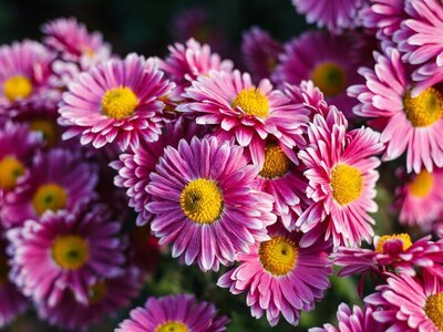 Bloemen agenda oktober: chrysant (Tuinnieuws)