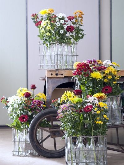 Terug naar de roots van de chrysant (Tuinnieuws)