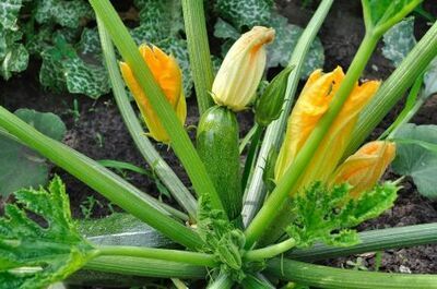 Courgettes, pompoenen en komkommers zaaien (Moestuin)