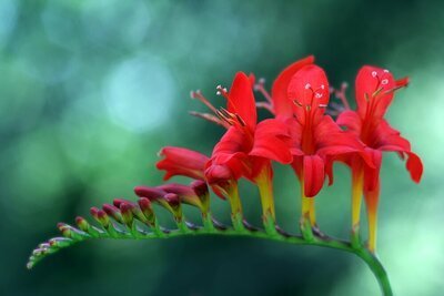 Crocosmia is zomerbol van het jaar (Uitgelicht: tuinplanten)