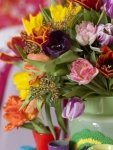 De vrolijkste bloem van Nederland: Tulpen! (Tuinnieuws)