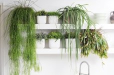 Woonplant van de maand oktober: Rhipsalis (Kamerplanten)