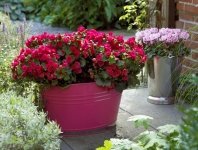 Blij met Betulia buiten (Tuinnieuws)